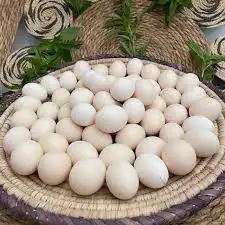 بيض دجاج فيومي ومشكل للفقاسة والاكل 2