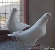 حمام لاحم فرنسي للبيع 2