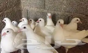 حمام لاحم فرنسي للبيع 0