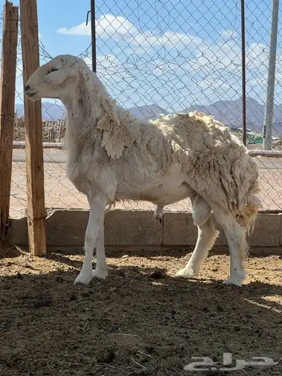 تم للبيع 0