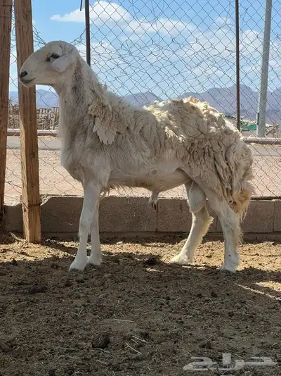 تم للبيع 2