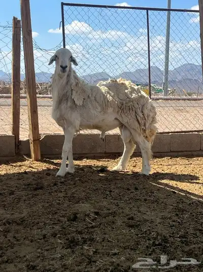 تم للبيع 1