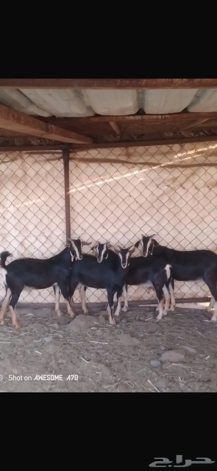 تيس فحل احو المعزى الخو العربيه الاصيله 1