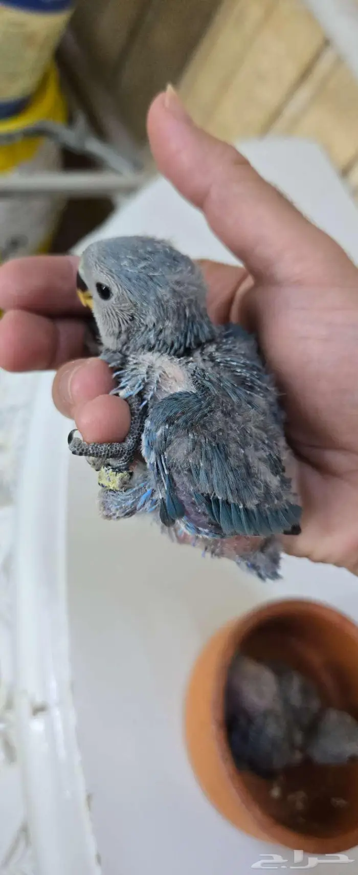 فروخ روز غر 1