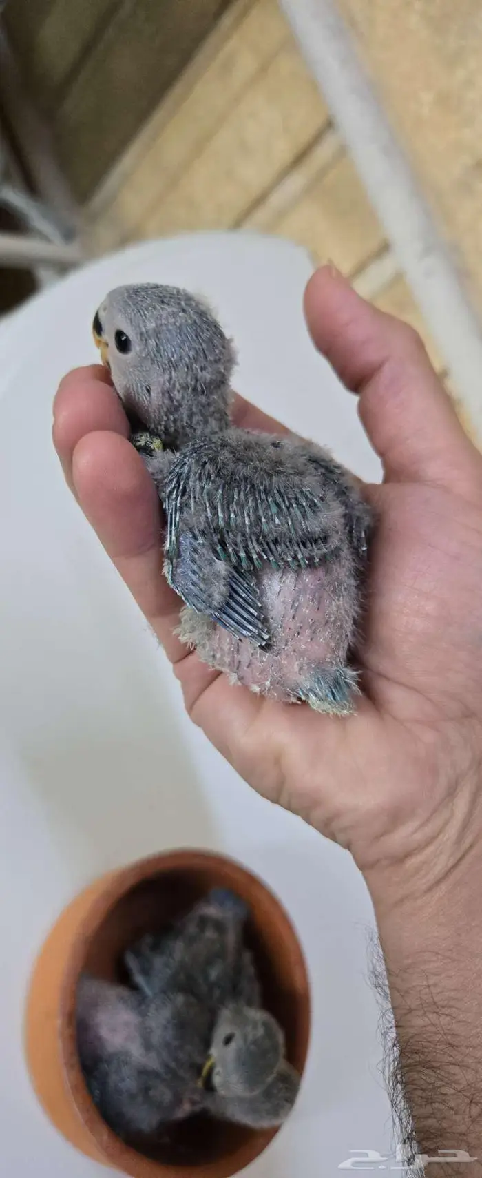 فروخ روز غر 0