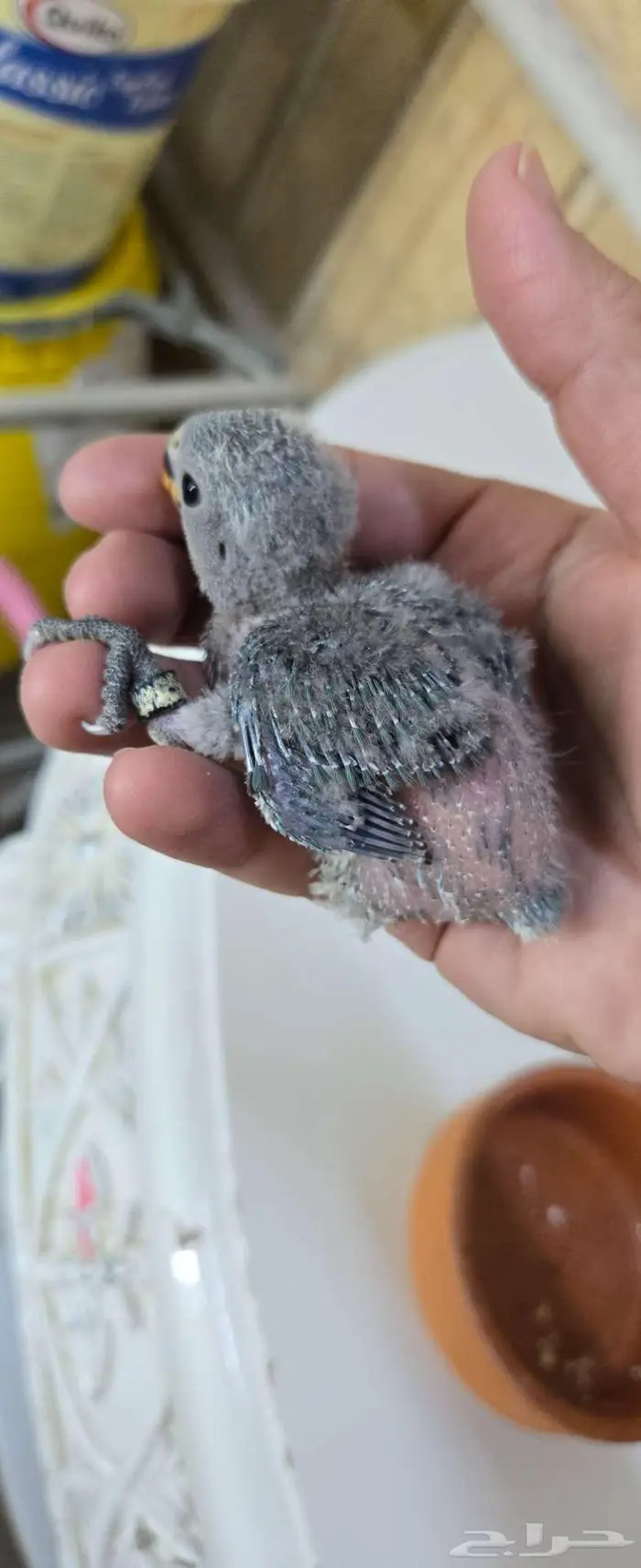 فروخ روز غر 2