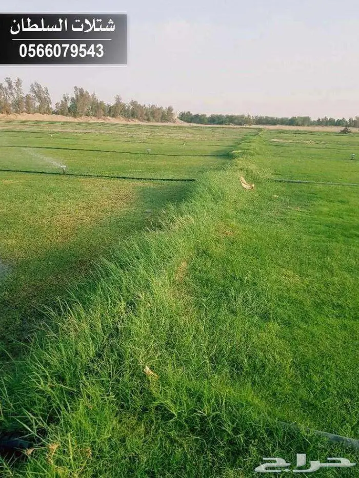 شتلات زراعية ب أسعار الجملة للمشاتل والافراد . 62