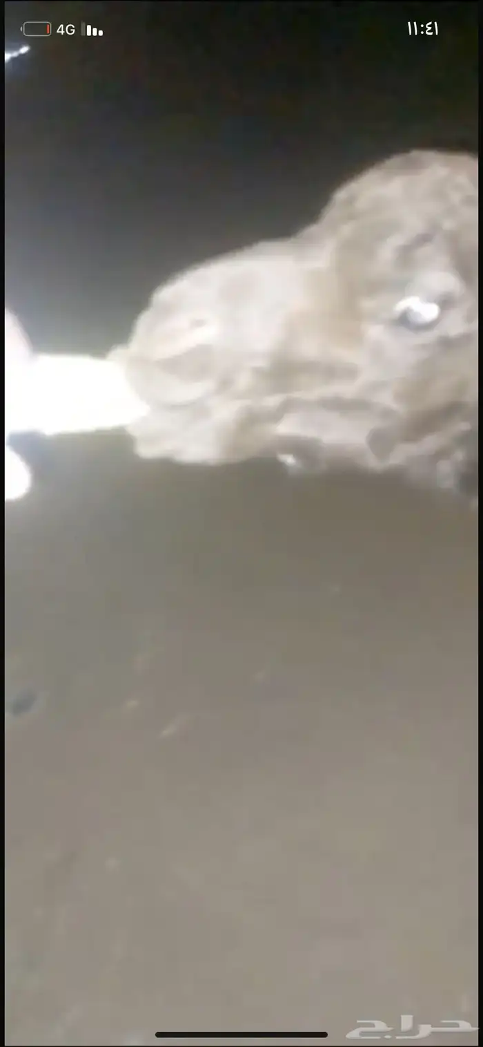 حوار ضيار للبيع مشروط الموقع نجران السيده الجوال 4