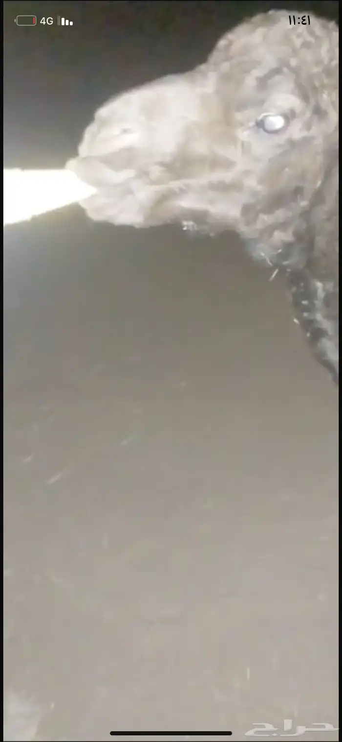 حوار ضيار للبيع مشروط الموقع نجران السيده الجوال 8