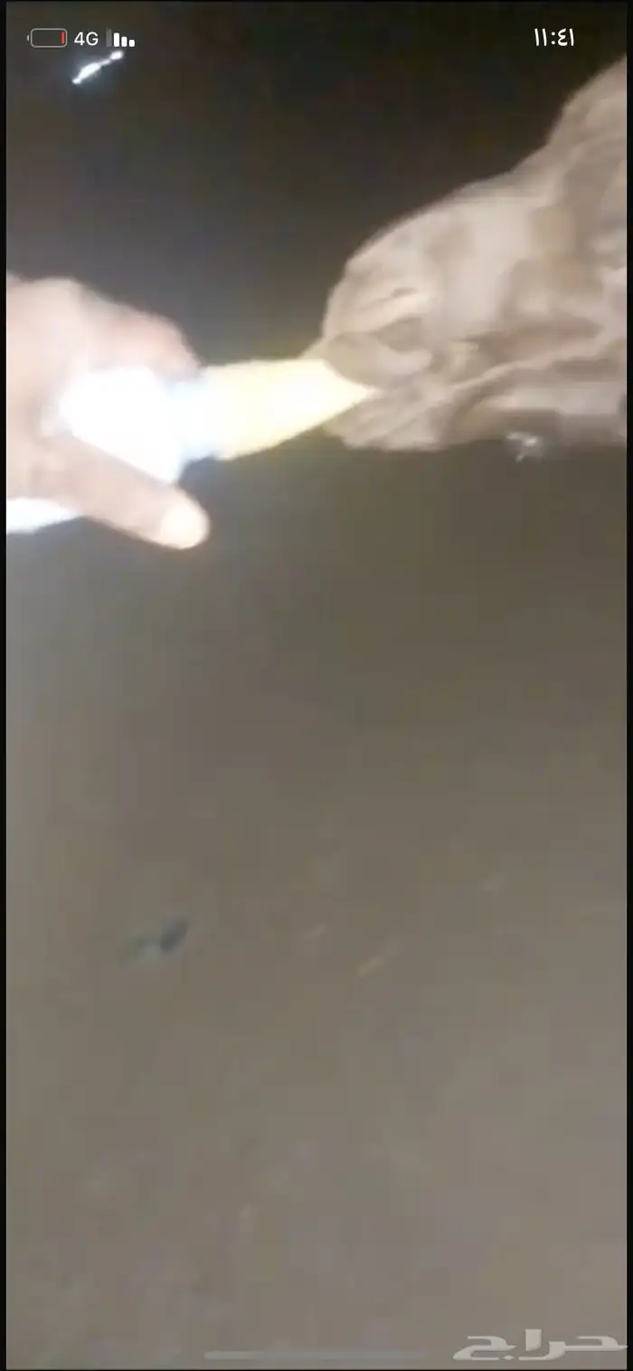 حوار ضيار للبيع مشروط الموقع نجران السيده الجوال 9