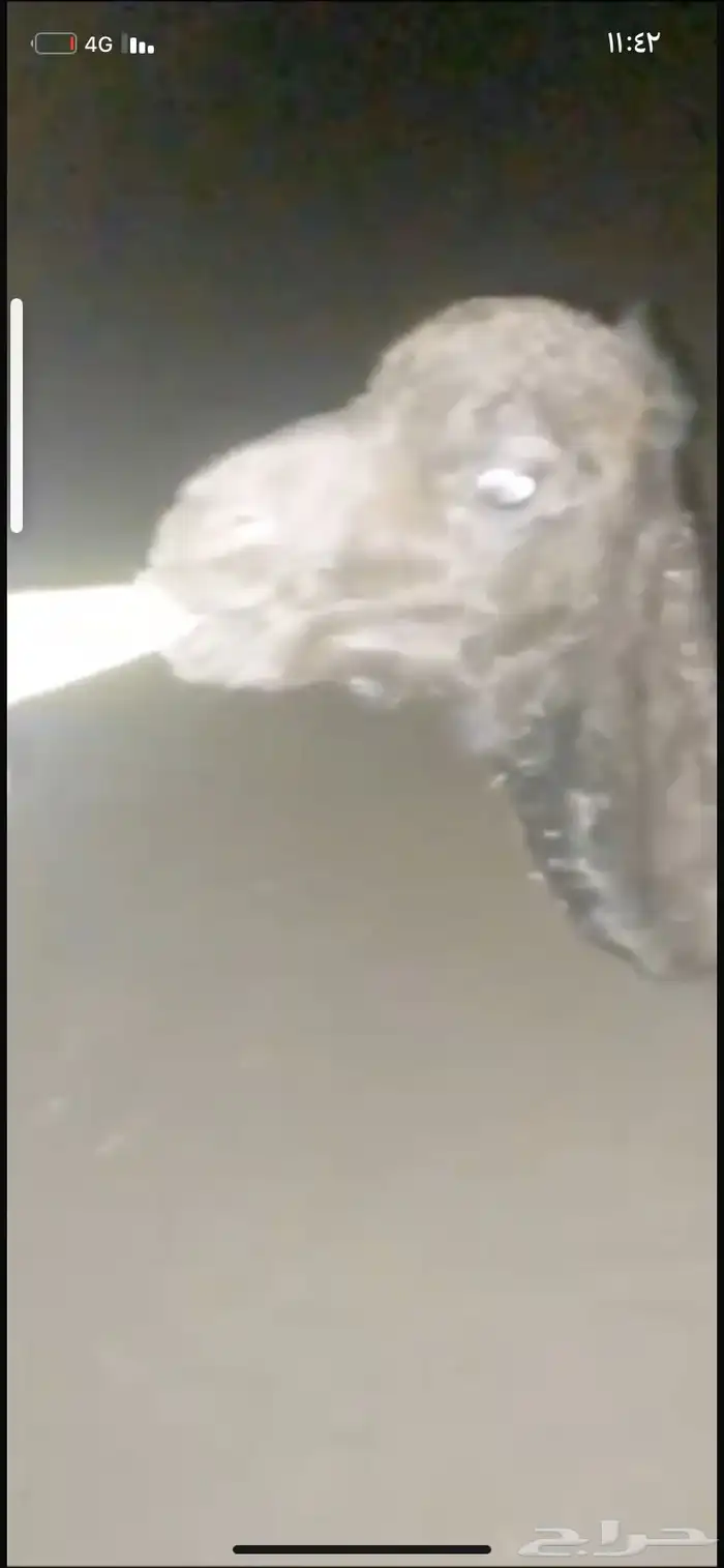 حوار ضيار للبيع مشروط الموقع نجران السيده الجوال 0