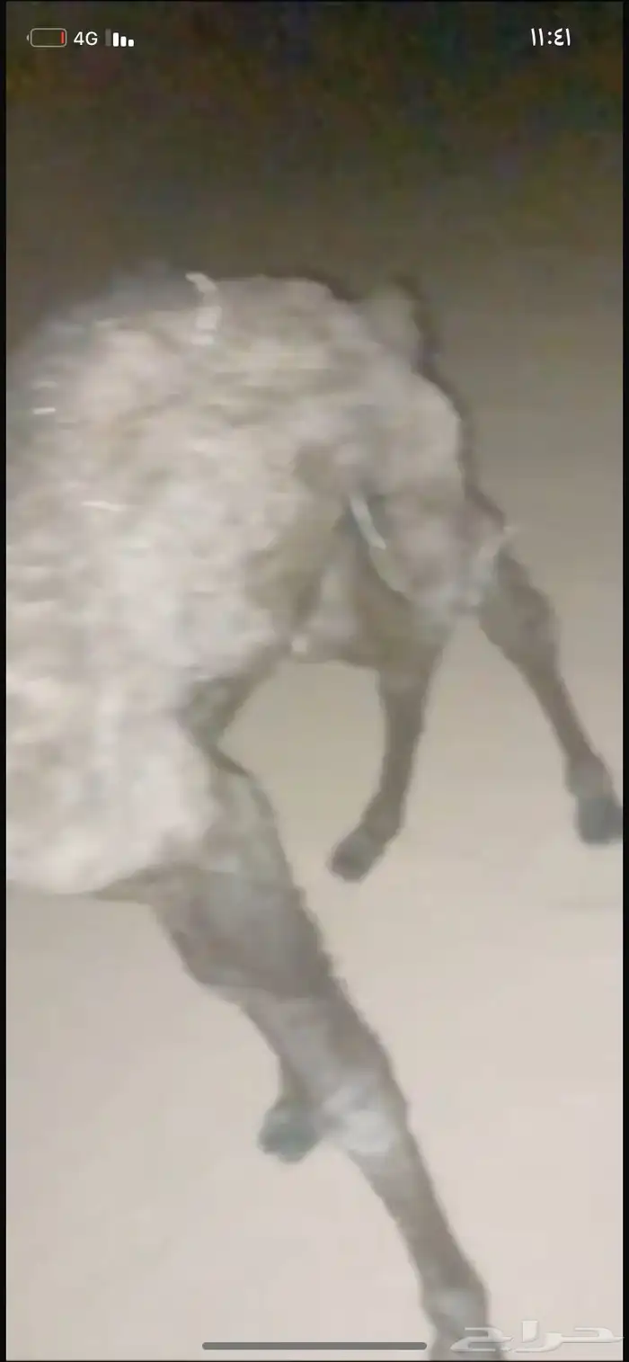 حوار ضيار للبيع مشروط الموقع نجران السيده الجوال 7