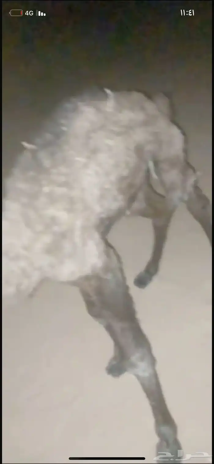 حوار ضيار للبيع مشروط الموقع نجران السيده الجوال 6