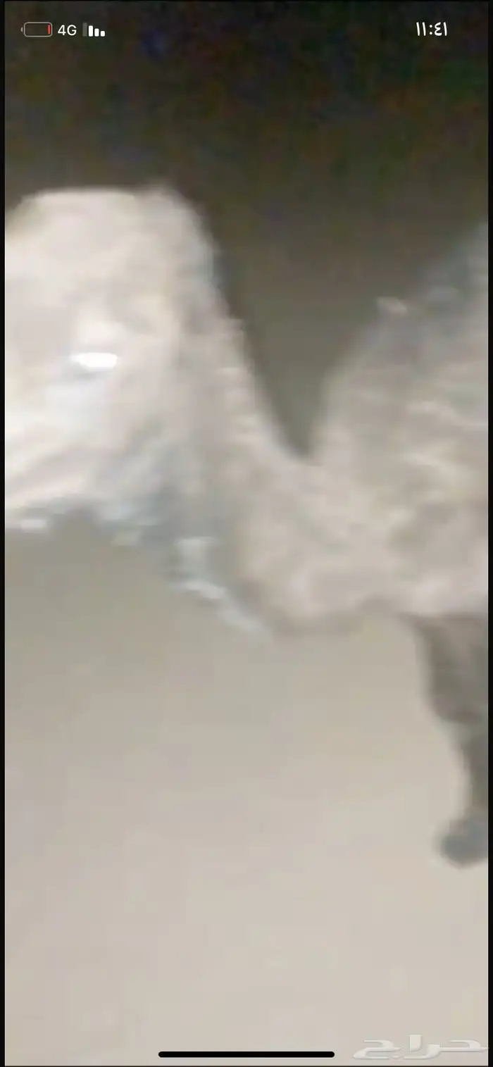 حوار ضيار للبيع مشروط الموقع نجران السيده الجوال 3