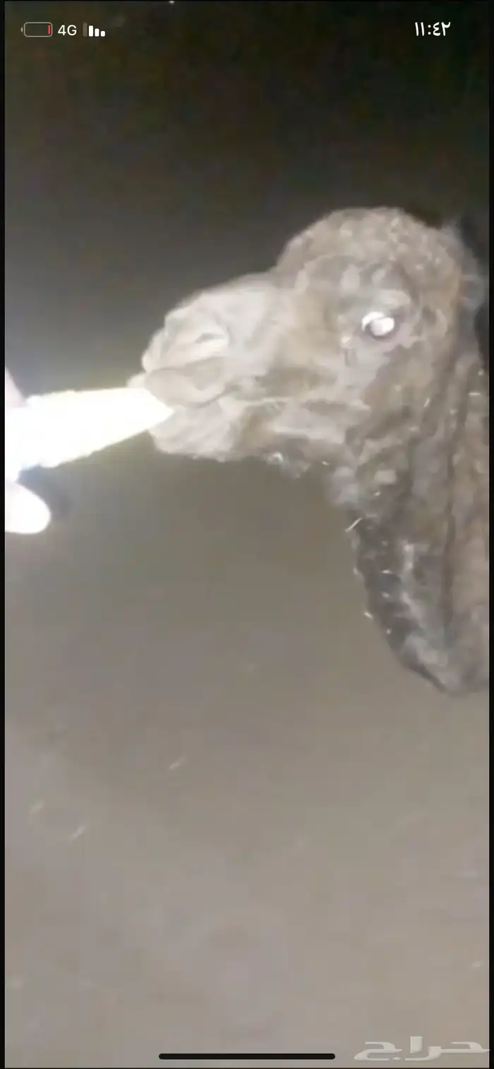 حوار ضيار للبيع مشروط الموقع نجران السيده الجوال 5