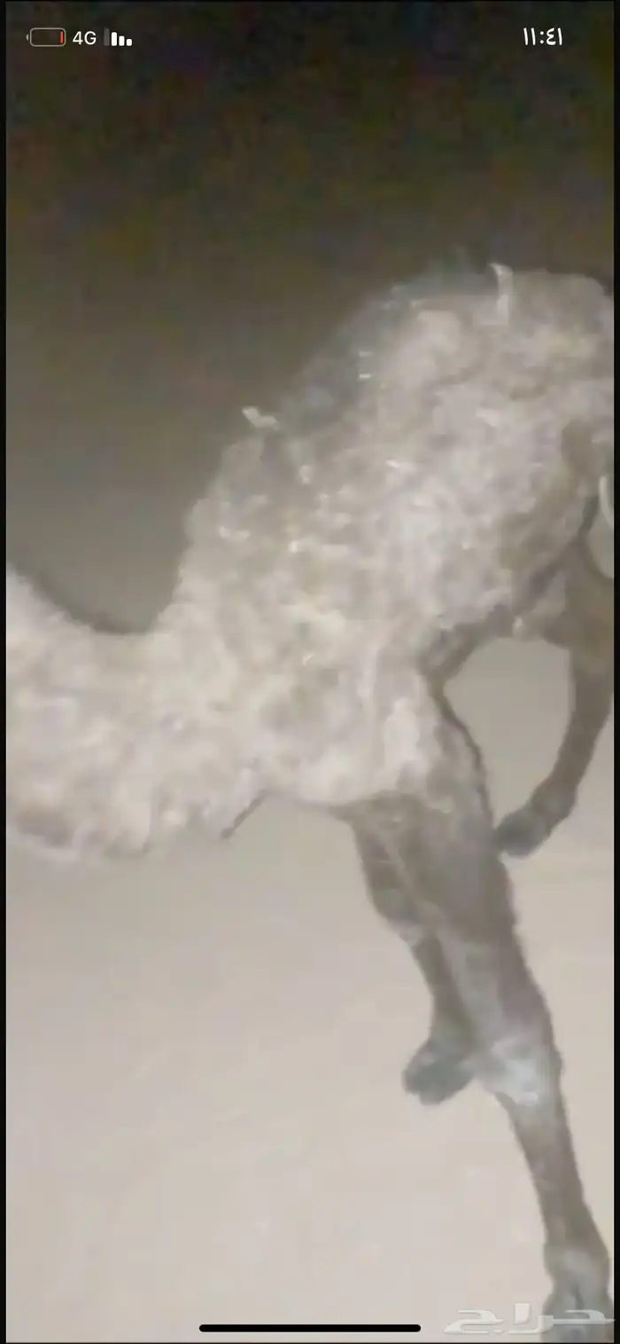 حوار ضيار للبيع مشروط الموقع نجران السيده الجوال 2