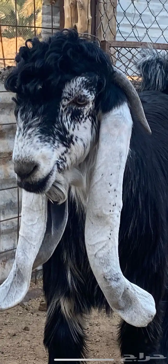 تيس عارضي صنف (تم البيع ) 4