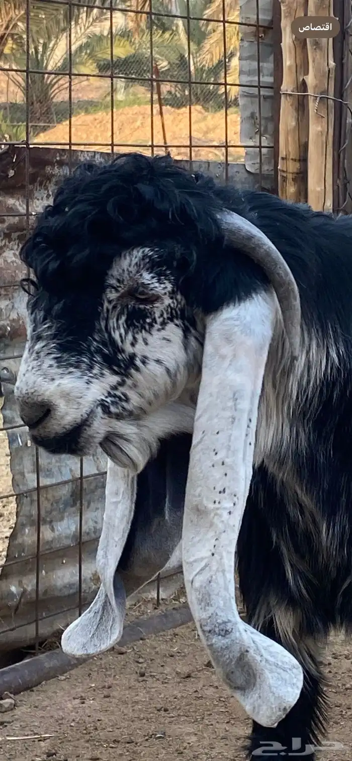 تيس عارضي صنف (تم البيع ) 5