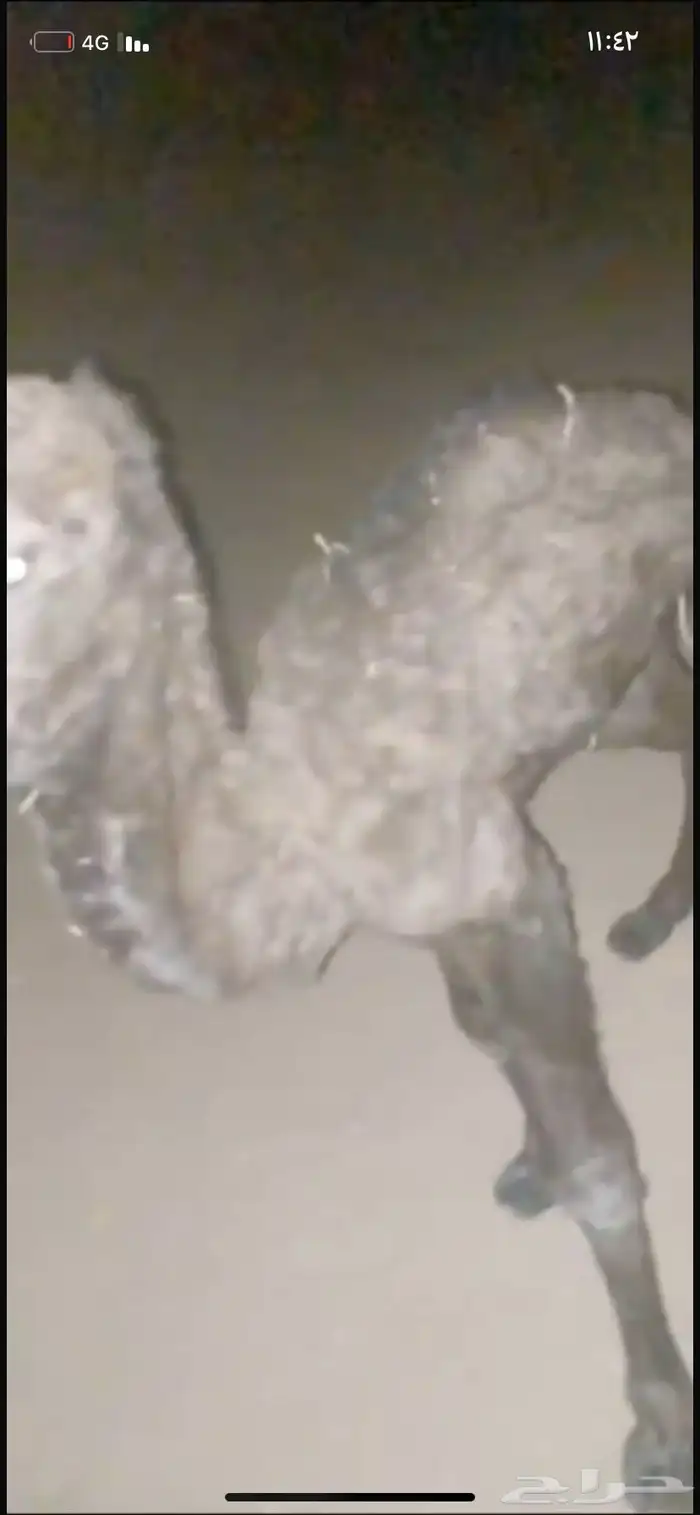 حوار ضيار للبيع مشروط الموقع نجران السيده الجوال 1