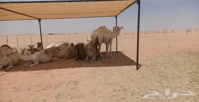 مضلات الإبل 6