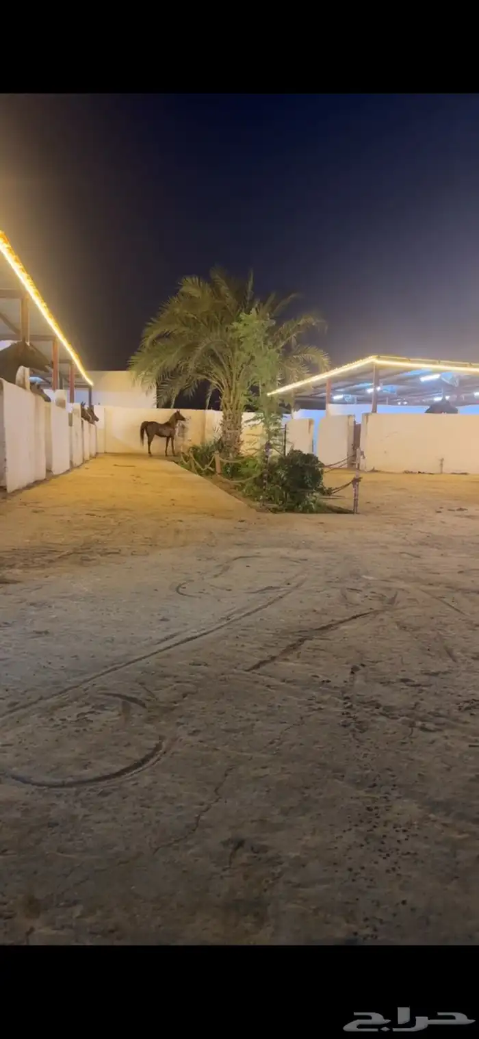 اسطبل خيل للايجار غرف 700 4