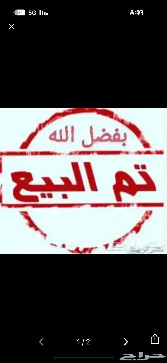 زوج شامو ياباني ( تم البيع ) 0