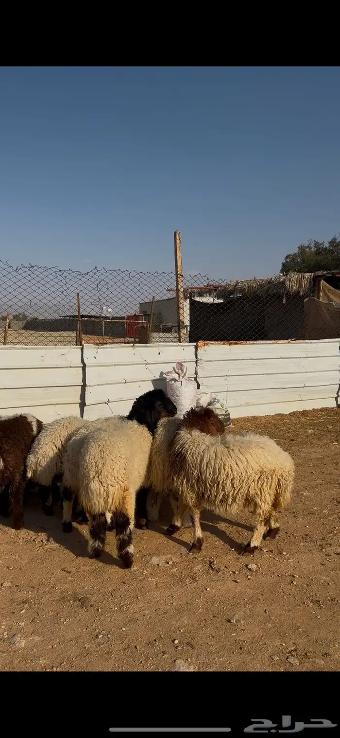 ذبايح هرافا تعيمي الخرج 3