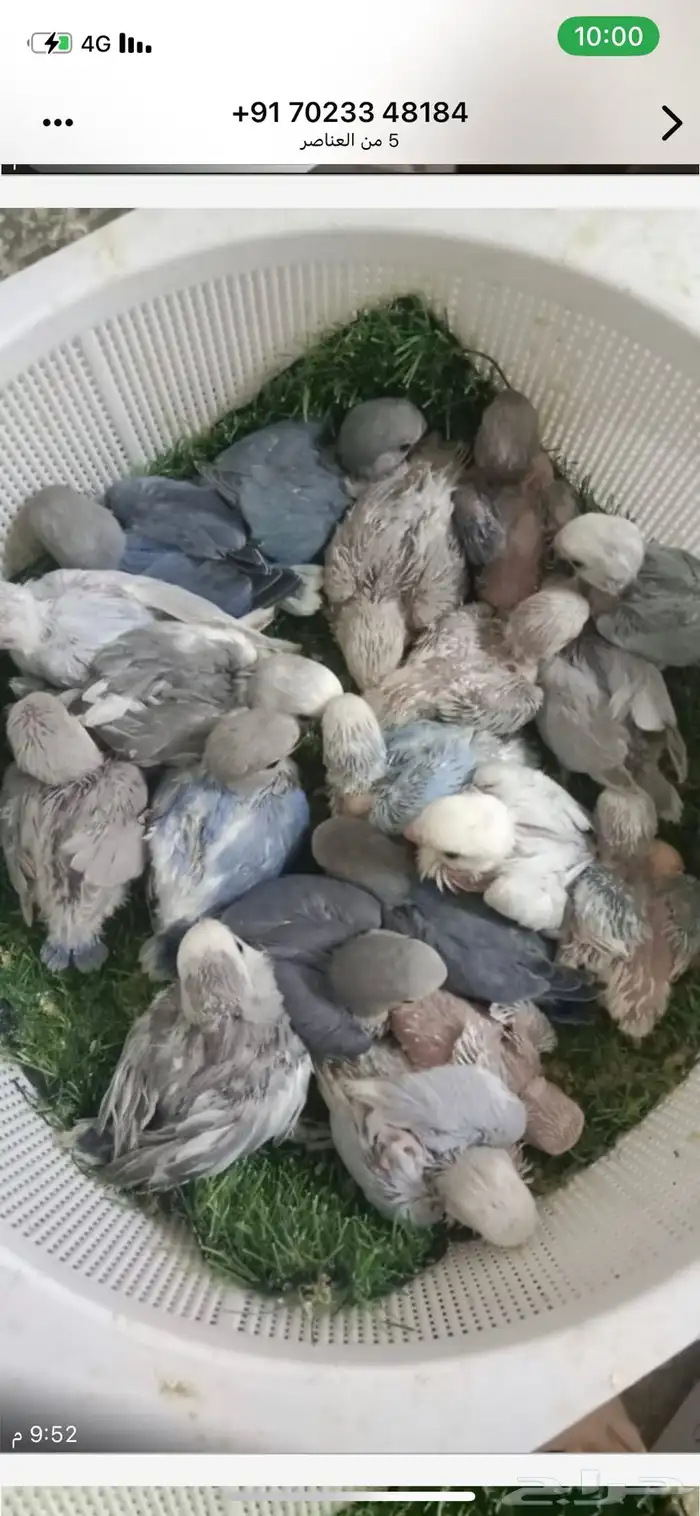 فروخ روز غر 2