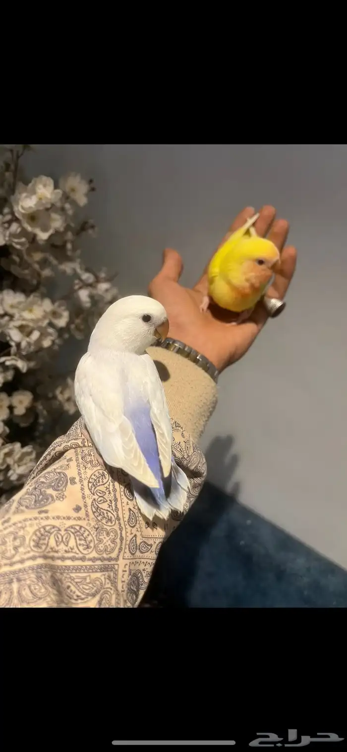 روز اليف 0