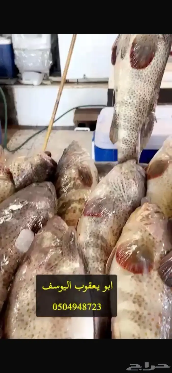 كنعد هامورشعري موسم روبيان توصيل دمام خبر الرياض 2
