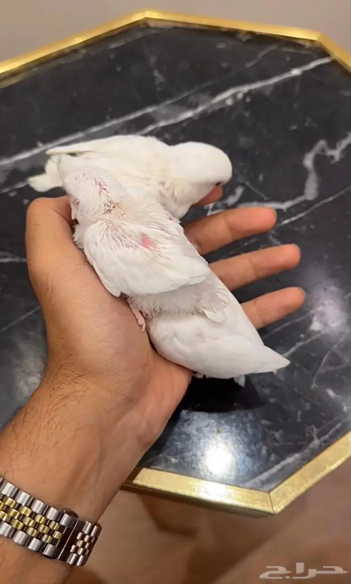 فروخ روز البينو سوبر جامبو 2
