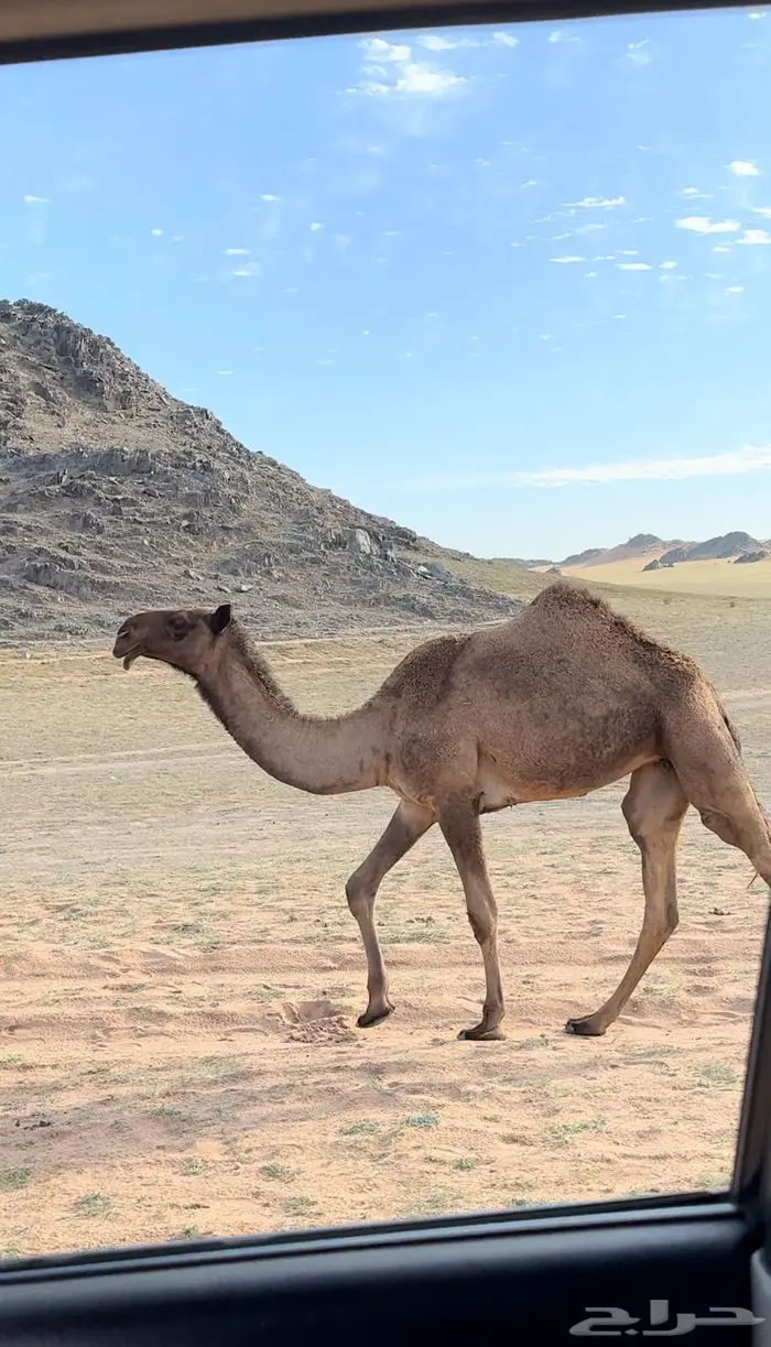 ناقه صفراء كفو لقحه تحتها بكرة فاخرة 2