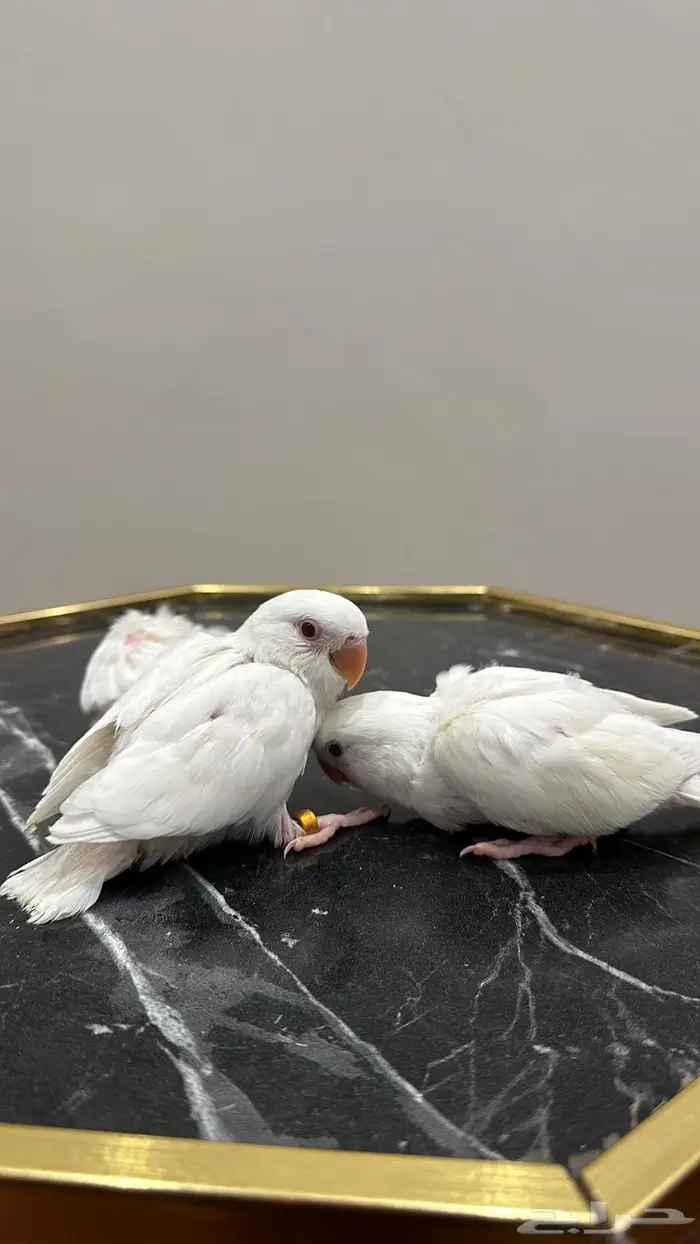 فروخ روز البينو سوبر جامبو 1