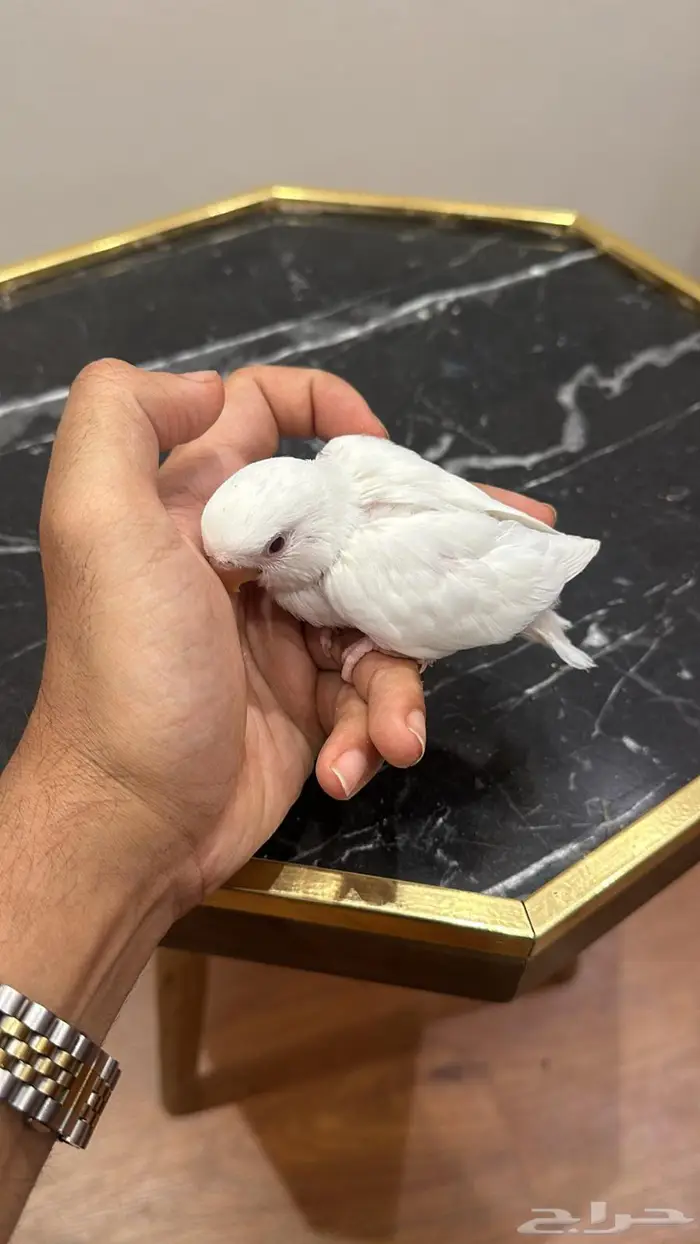 فروخ روز البينو سوبر جامبو 3