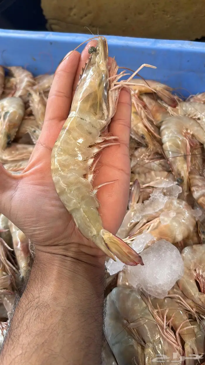 كنعد هامورشعري موسم روبيان توصيل دمام خبر الرياض 3