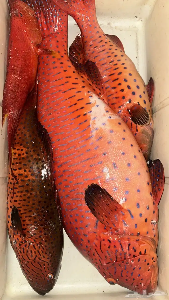سمك بحري طازه 0