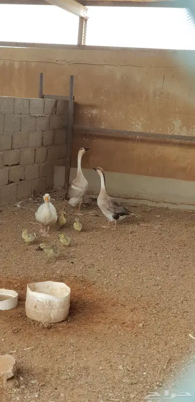 فروخ وز عراقي 2