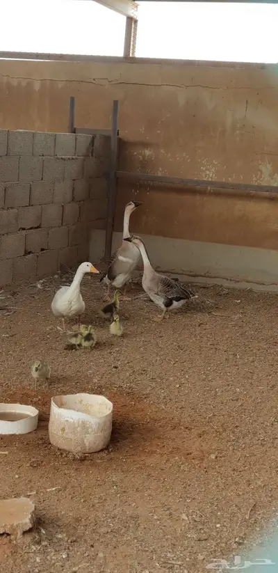 فروخ وز عراقي 0
