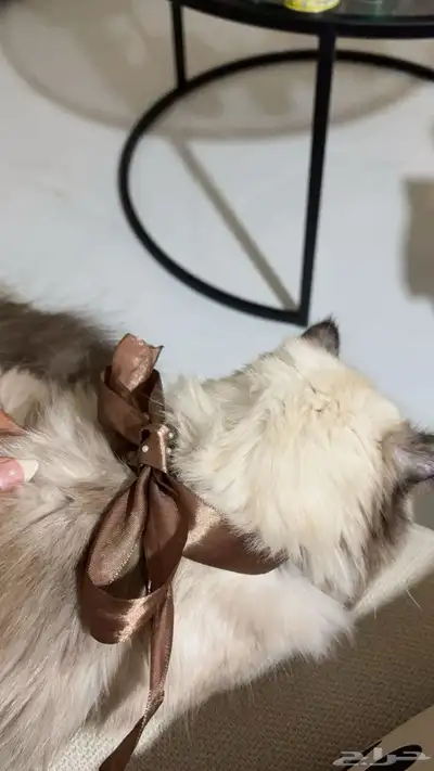 قطه 1