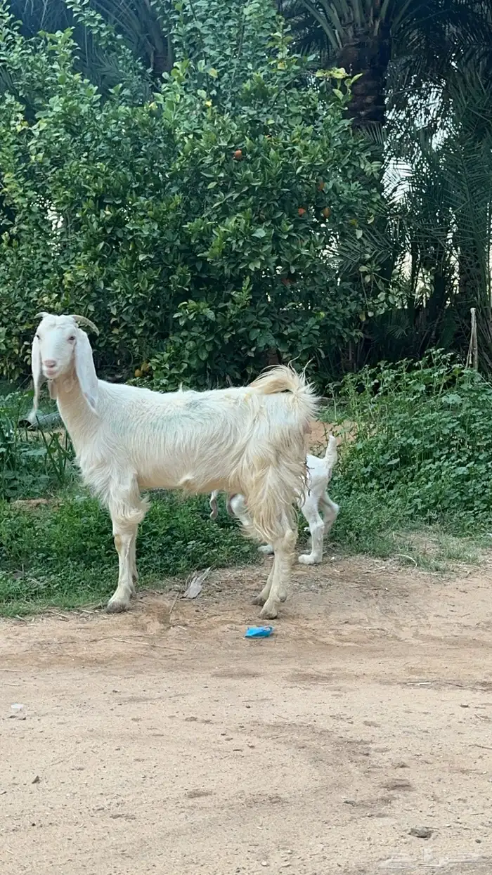 2 معز جذعات بيض رغث الاب مصري والام دمها بورقوت شق توم 1