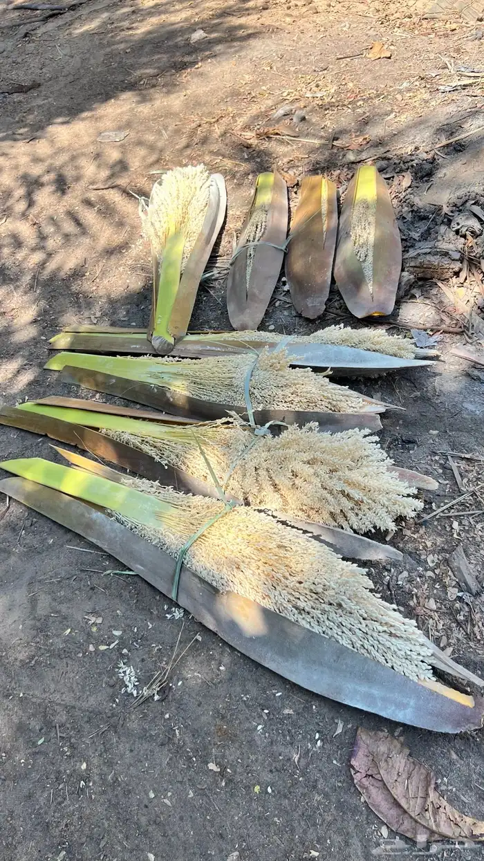 نبات فحال 1