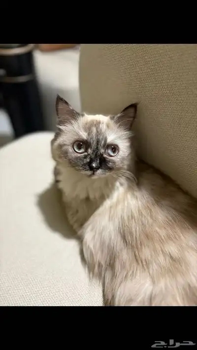 قطه 9