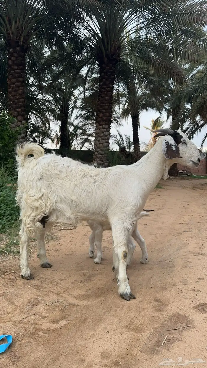 2 معز جذعات بيض رغث الاب مصري والام دمها بورقوت شق توم 0
