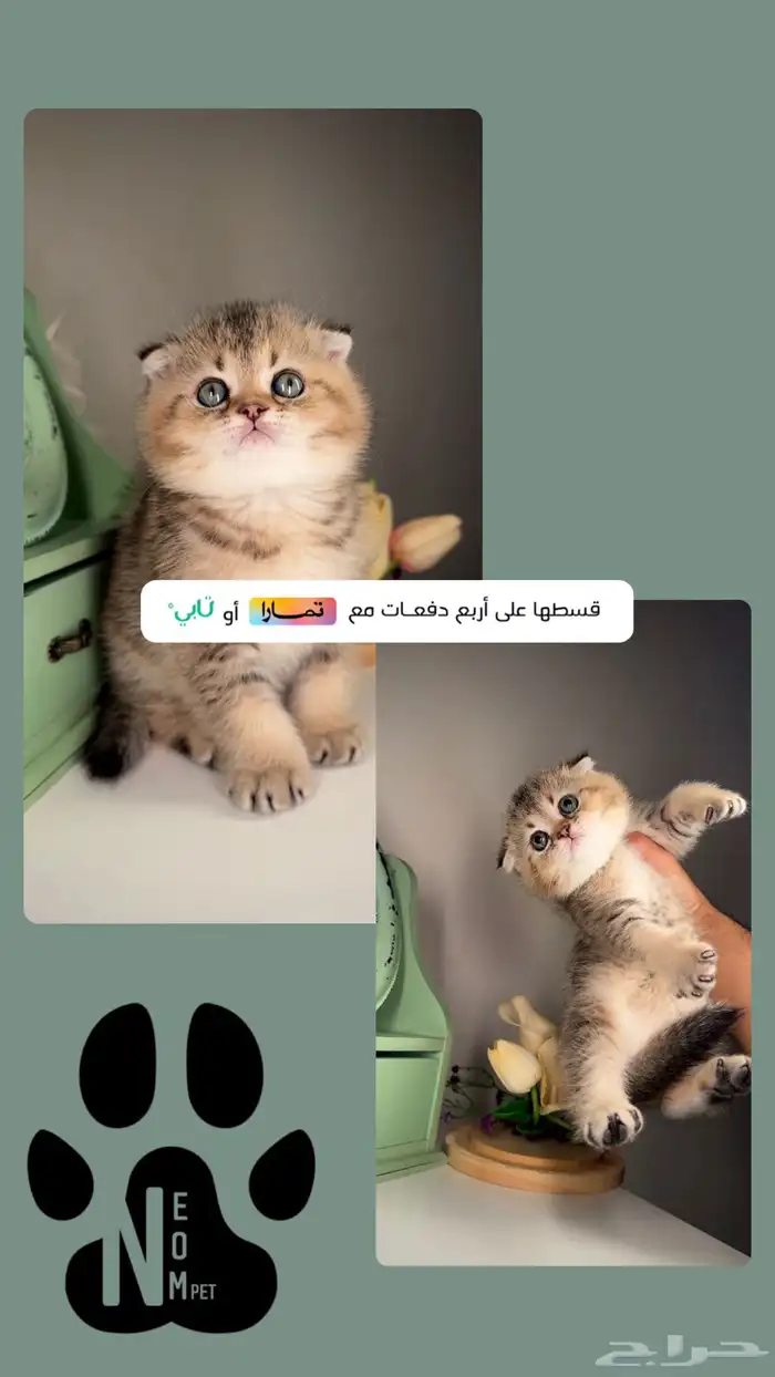 قطط للبيع سكوتش فولد ستريت كيتن انثى ذكر قطه قطوه شيرازي بسه 2