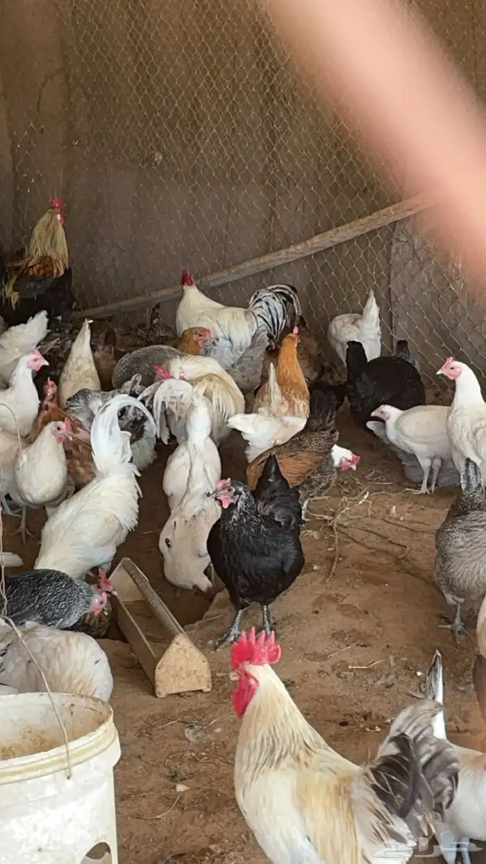 دجاج بياض 2
