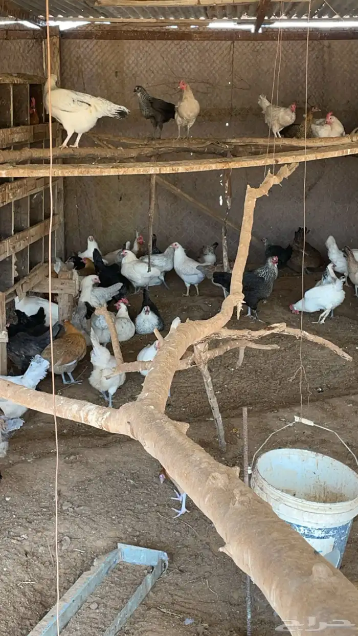 دجاج بياض 1
