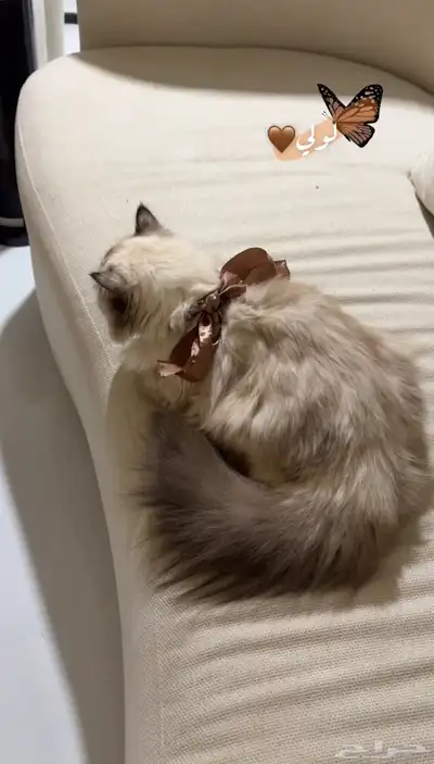قطه 2
