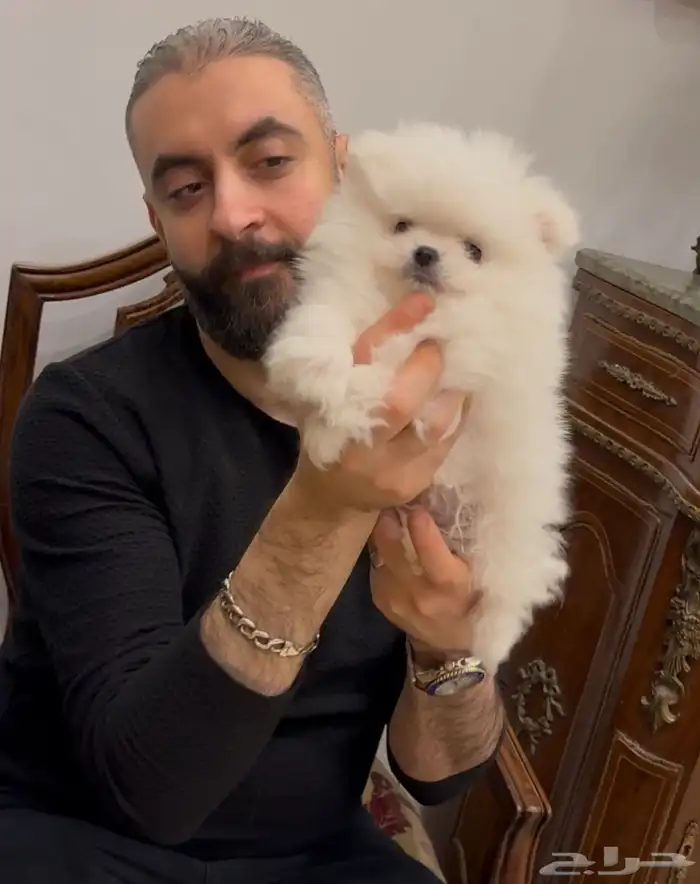 بومرينيان 0