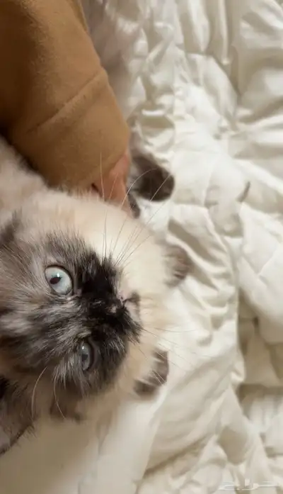 قطه 5
