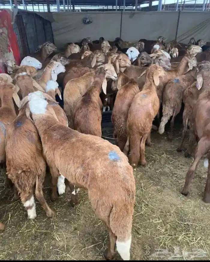 سواكن تربيه مرابي 0